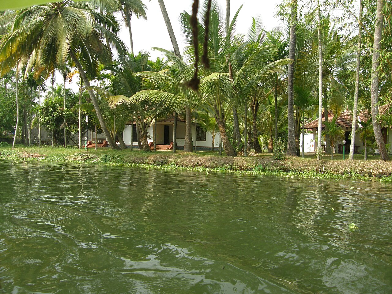 Alleppey Green Bold Cardamom (AGB 7mm-8mm)