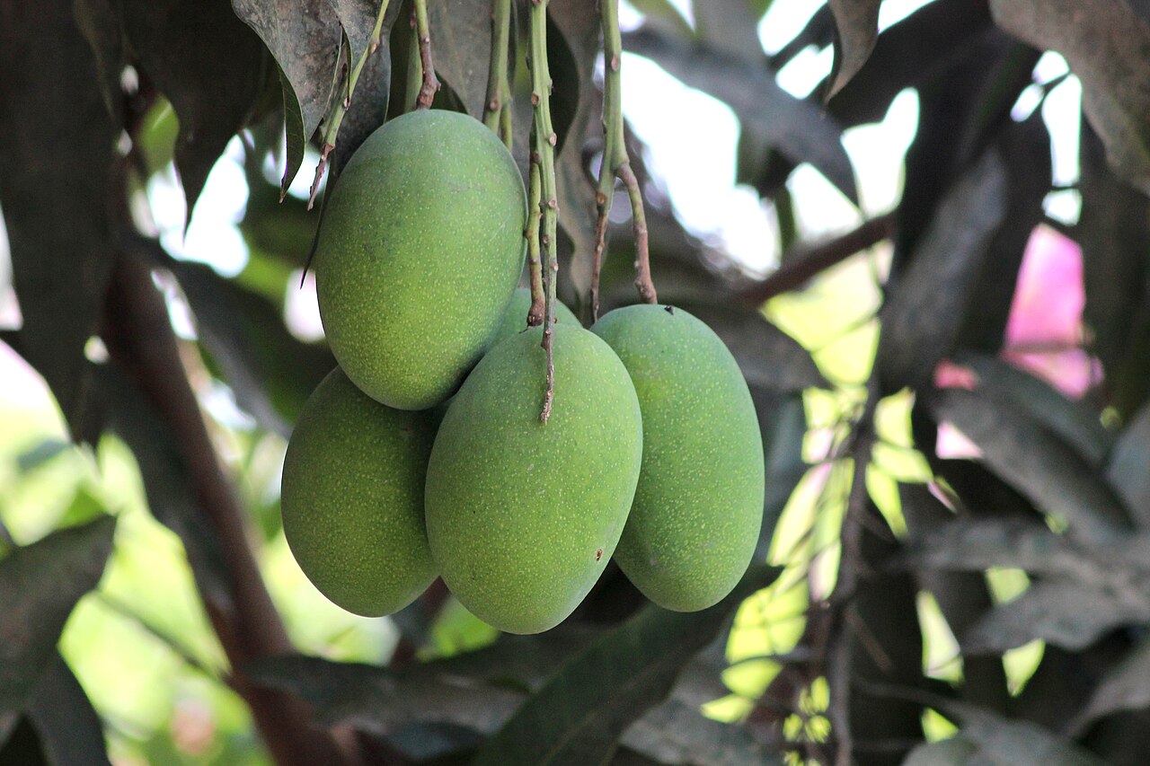 Amrapali Mango (Export Grade)