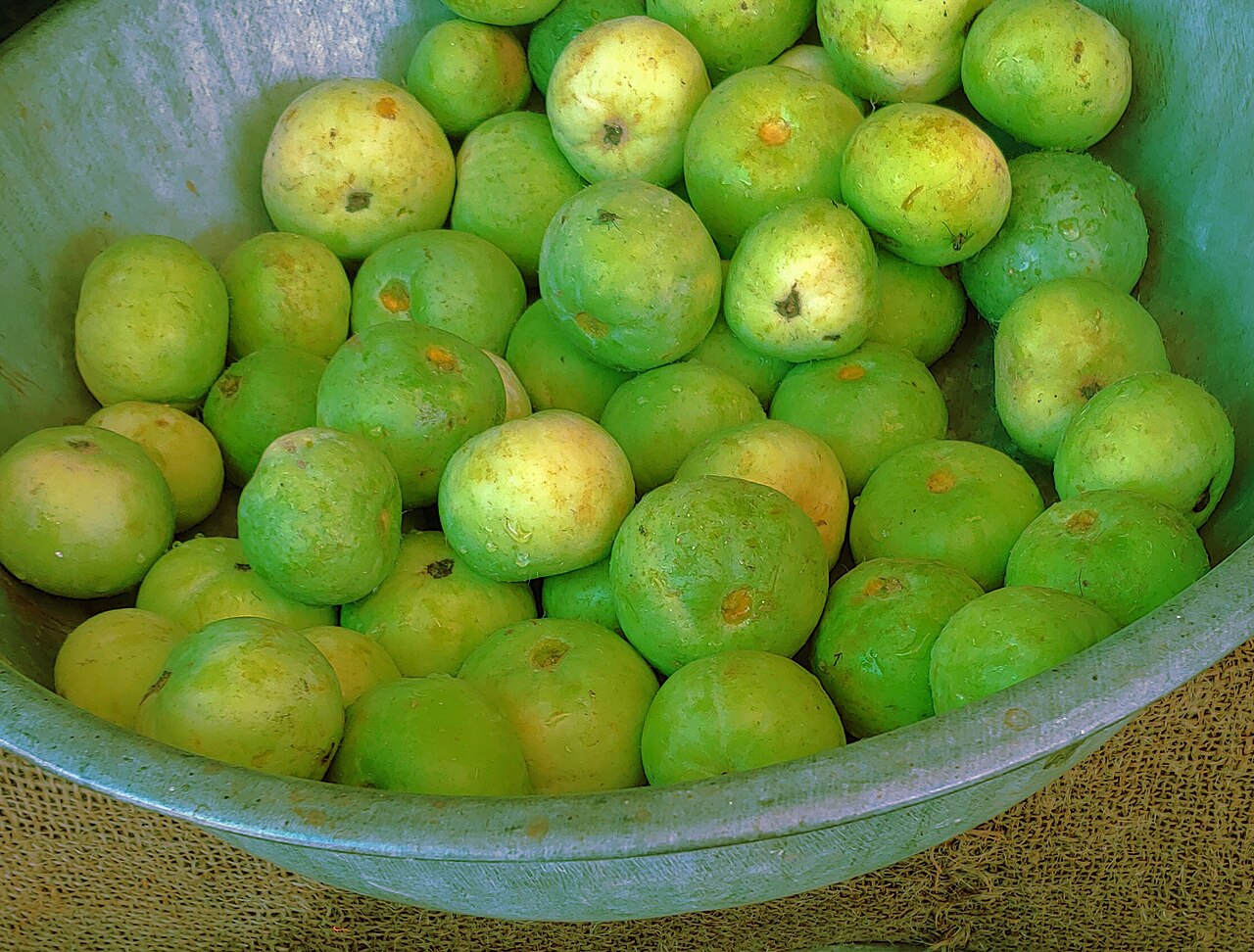 Apple Gourd / Tinda (Round Light Green)