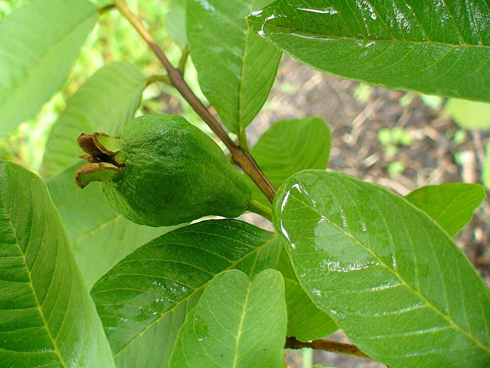 Arka Mridula Guava (Soft Seeded)
