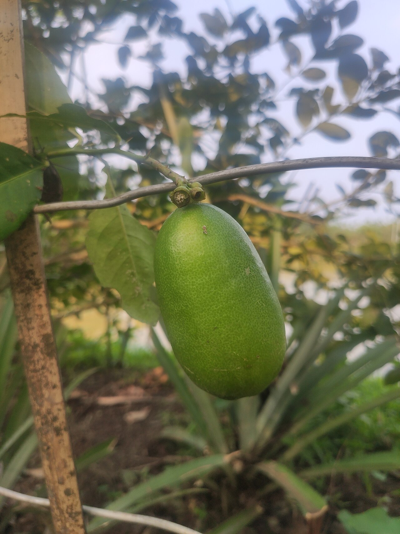 Assam Lemon / Kaji Nemu (GI Tagged)