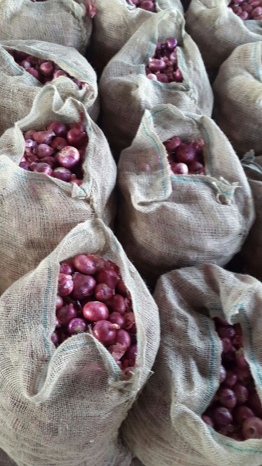 Bangalore Rose Onion (GI Certified)