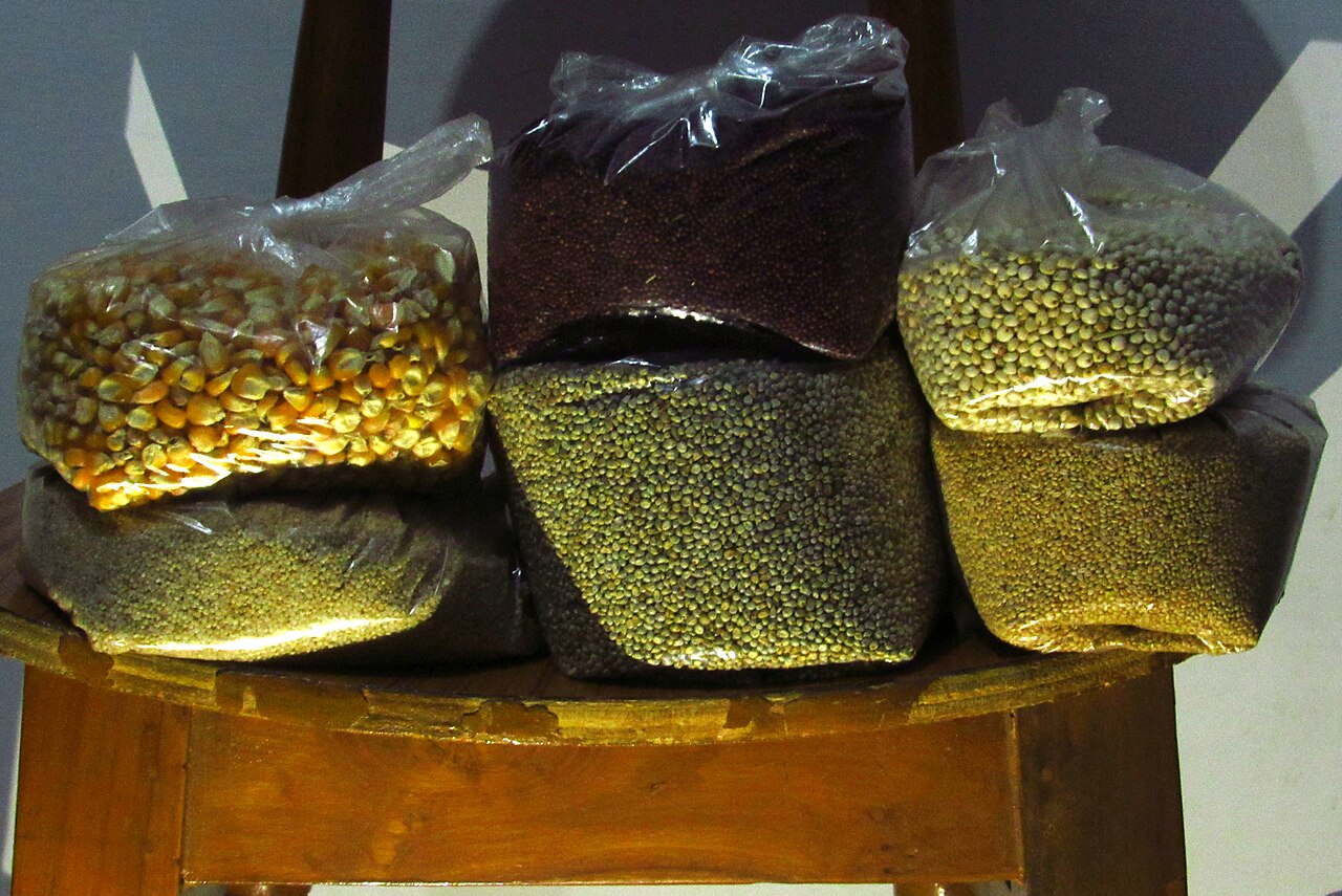 Barnyard Millet / Sanwa (Echinochloa frumentacea)