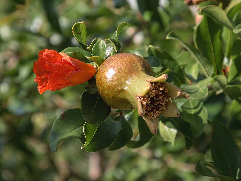 Bhagwa Pomegranate (Grade B 200g-275g)
