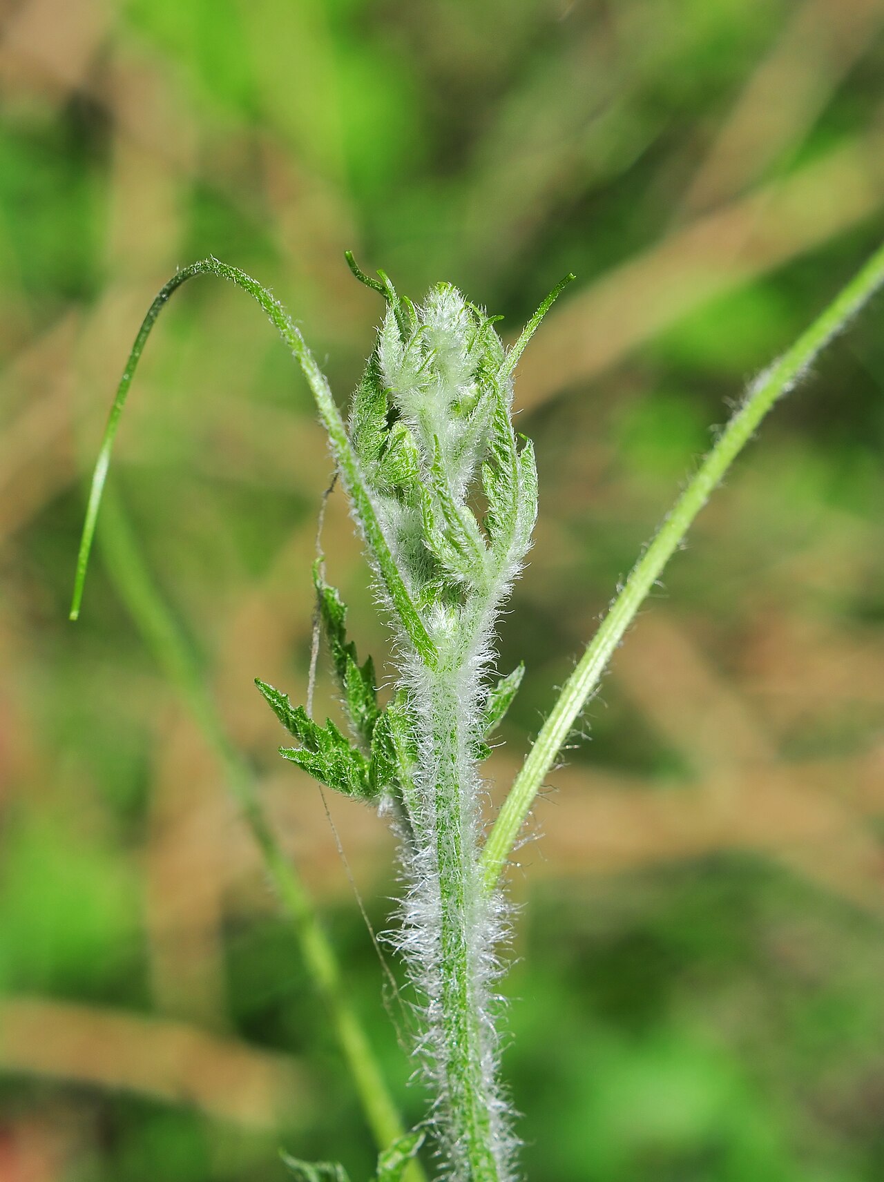Bitter Gourd / Karela (Long Green Spiny)