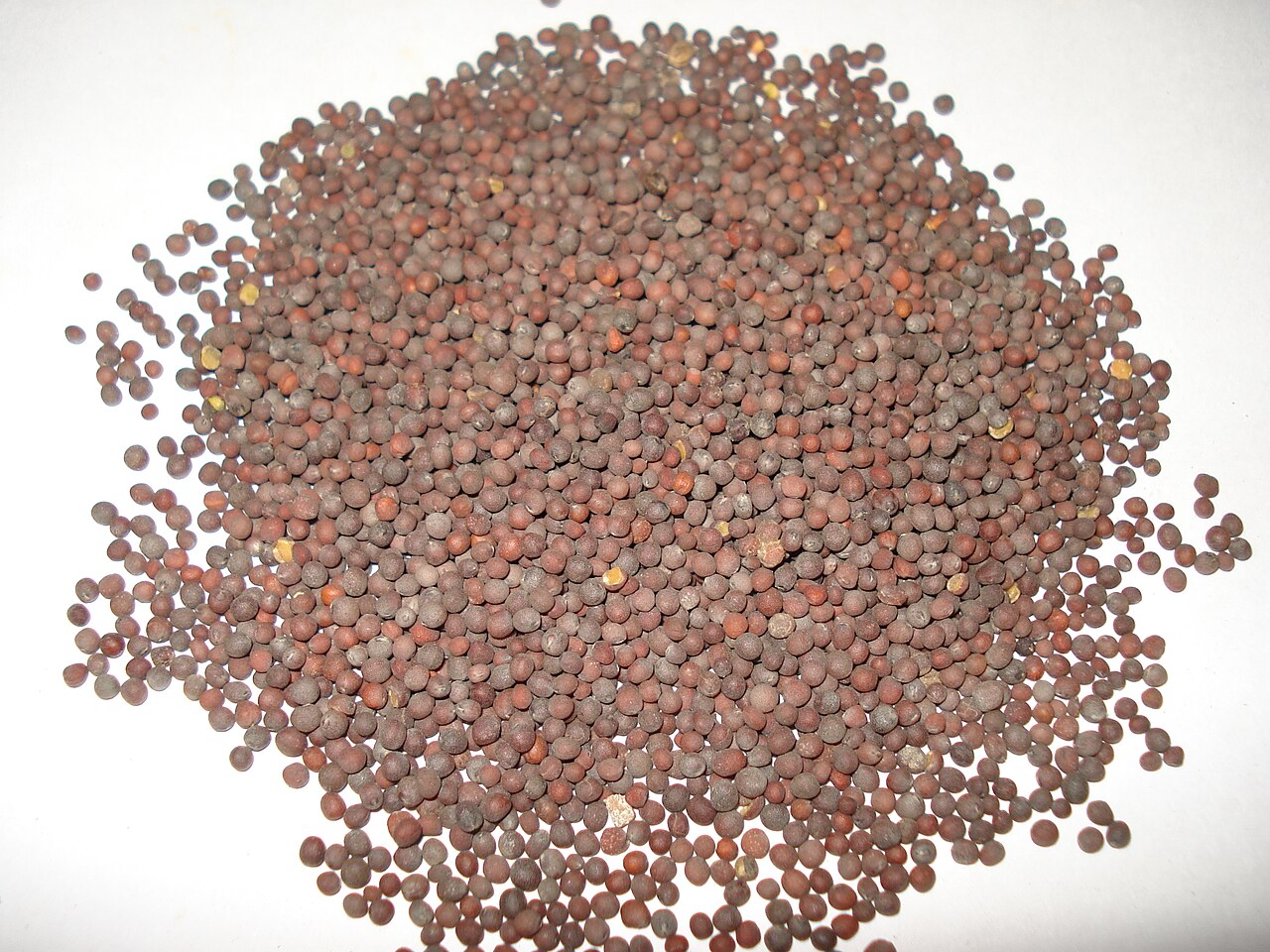 Black Mustard Seeds / Rai (Machine Cleaned Bold)