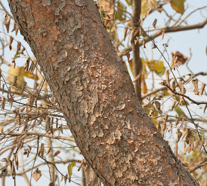 Boswellia Serrata Extract (65% Boswellic Acids HPLC)