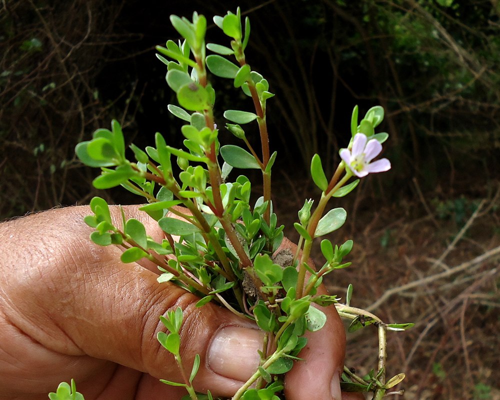 Brahmi Whole Herb (Bacopa monnieri Dried)