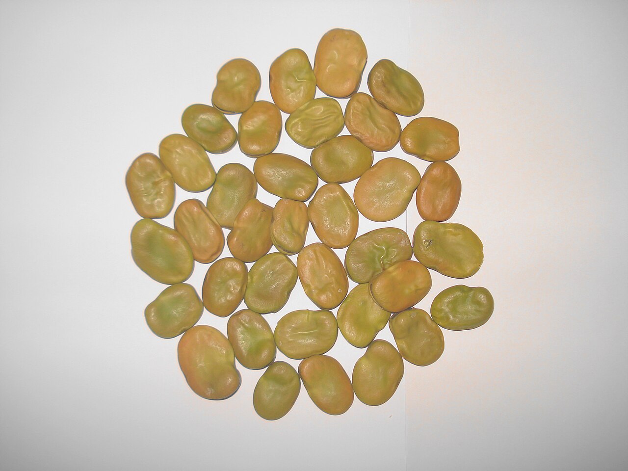 Broad Beans / Fava Beans / Bakla