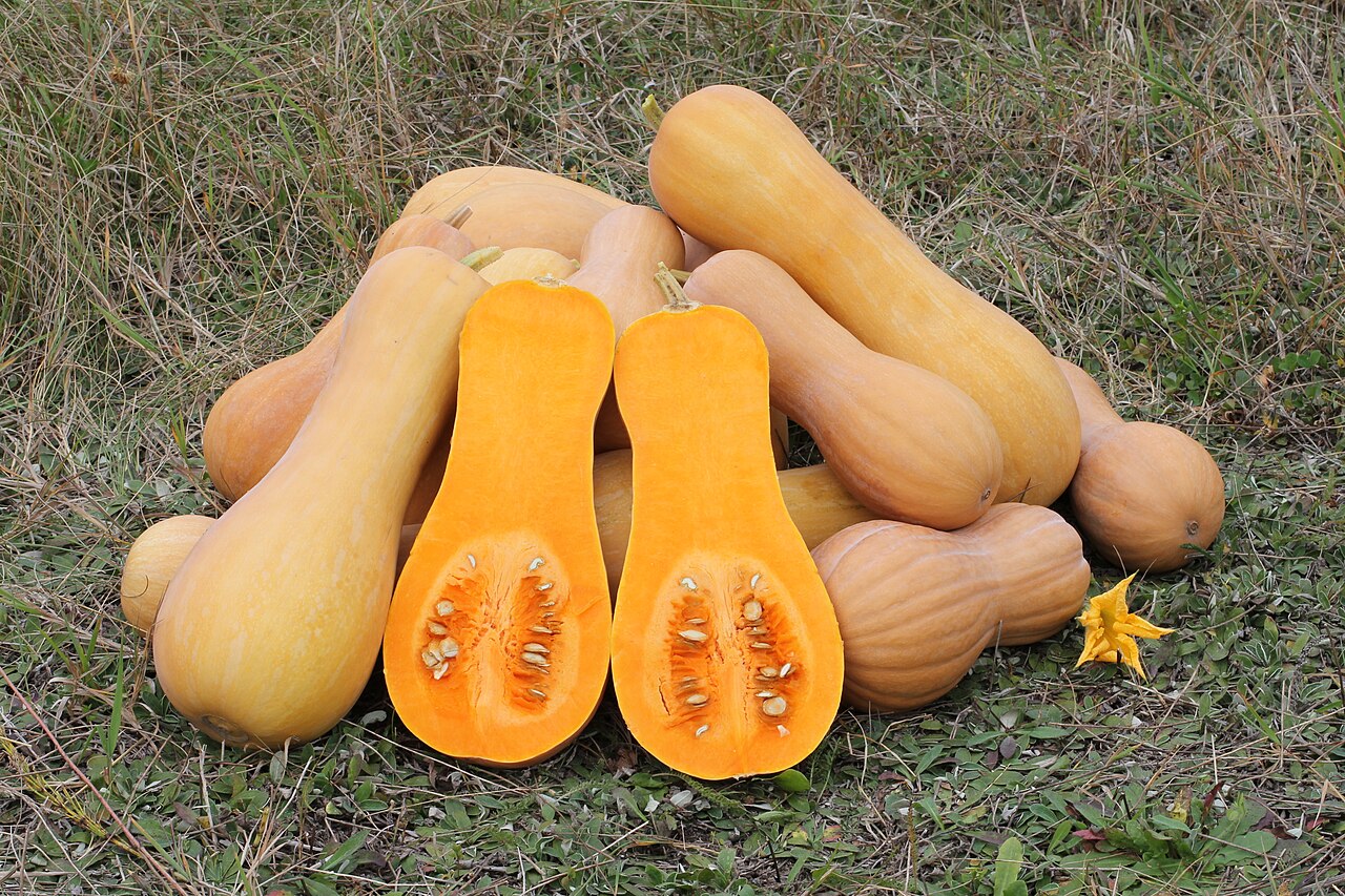 Butternut Squash (Cylindrical Bell)
