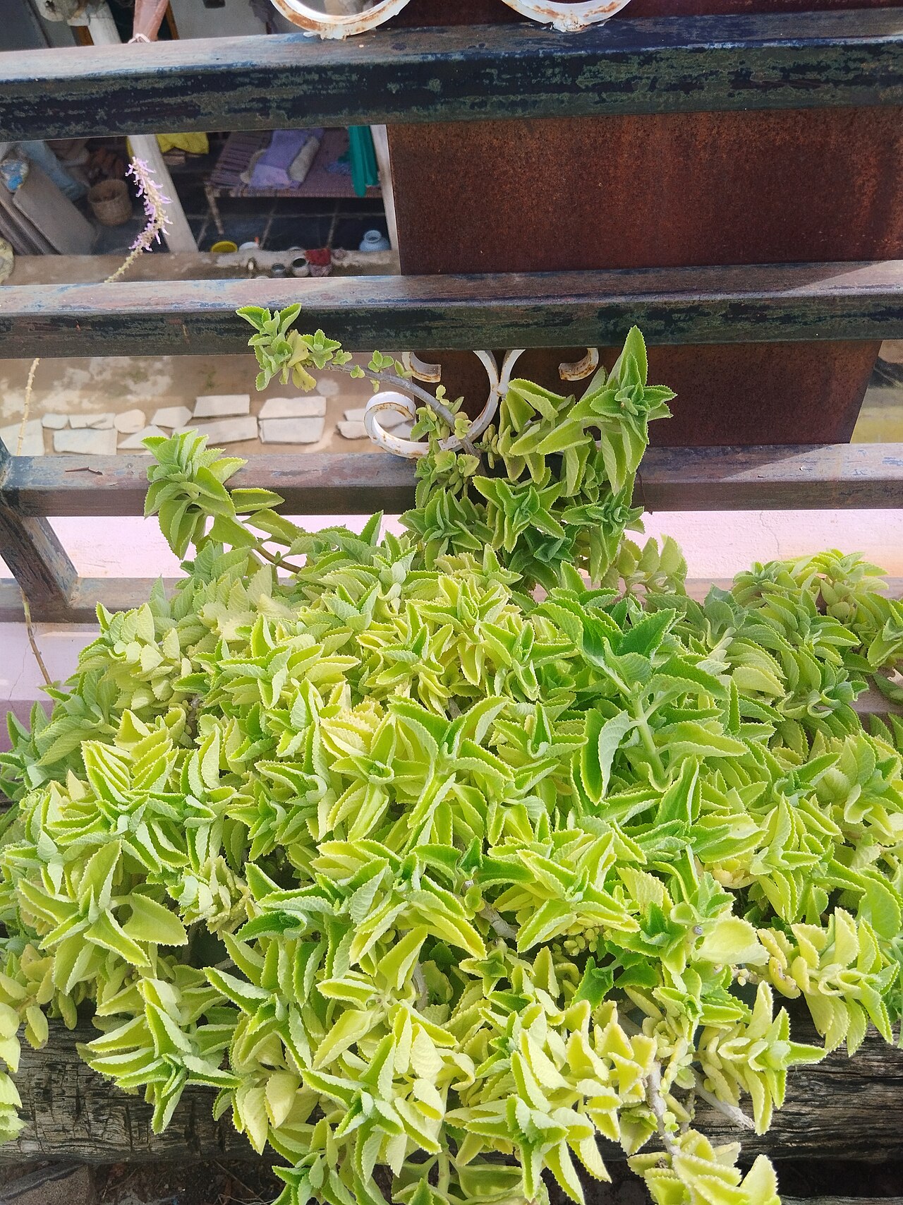 Carom Seeds / Ajwain (Machine Cleaned 99% Purity)
