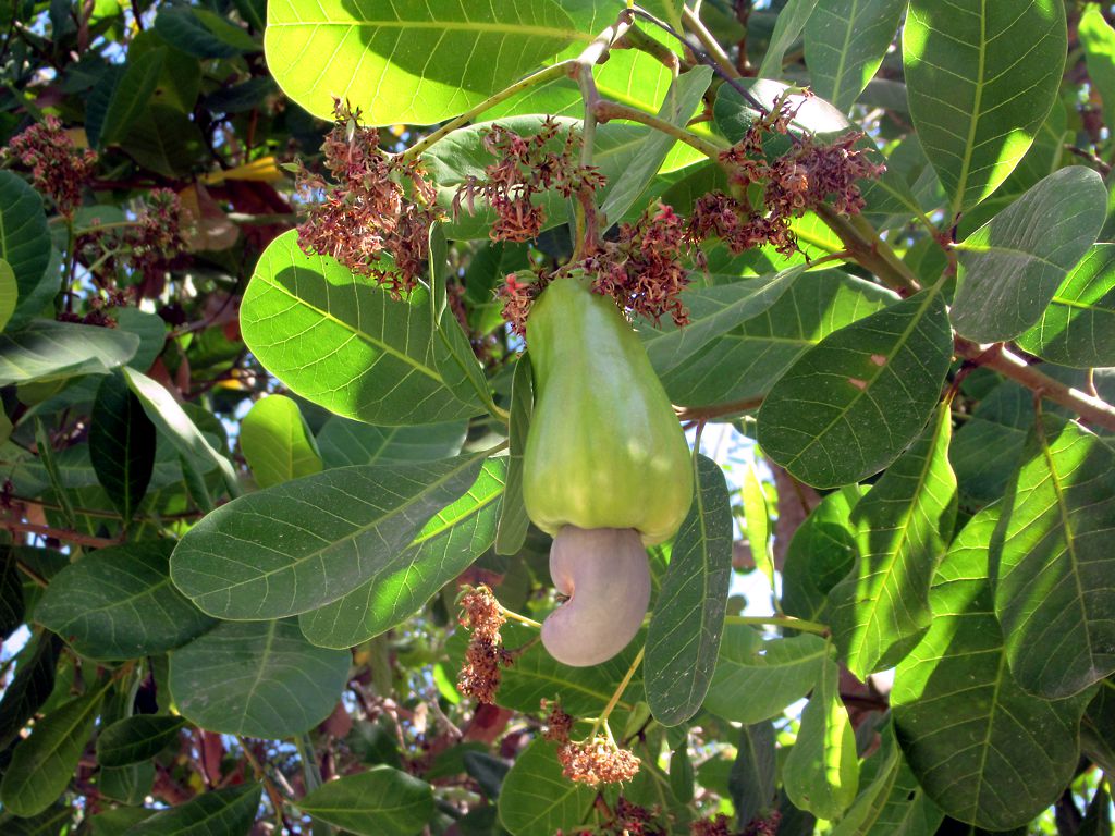 Cashew Nuts SSW (Scorched Wholes Seconds)