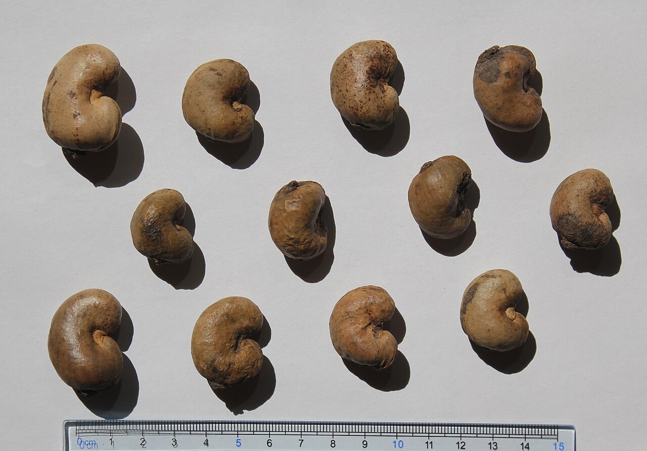 Cashew Nuts SWP (Small White Pieces)