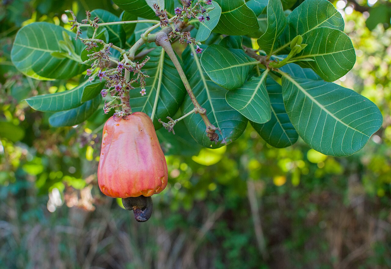 Cashew Nuts W180 (King of Cashews Jumbo White)