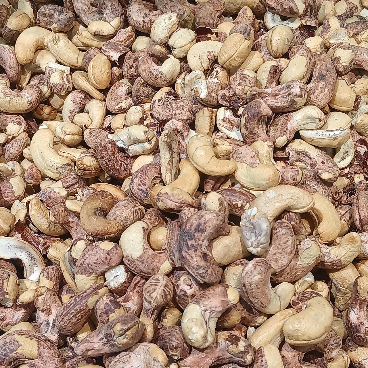 Cashew Nuts W240 (Premium White Wholes)