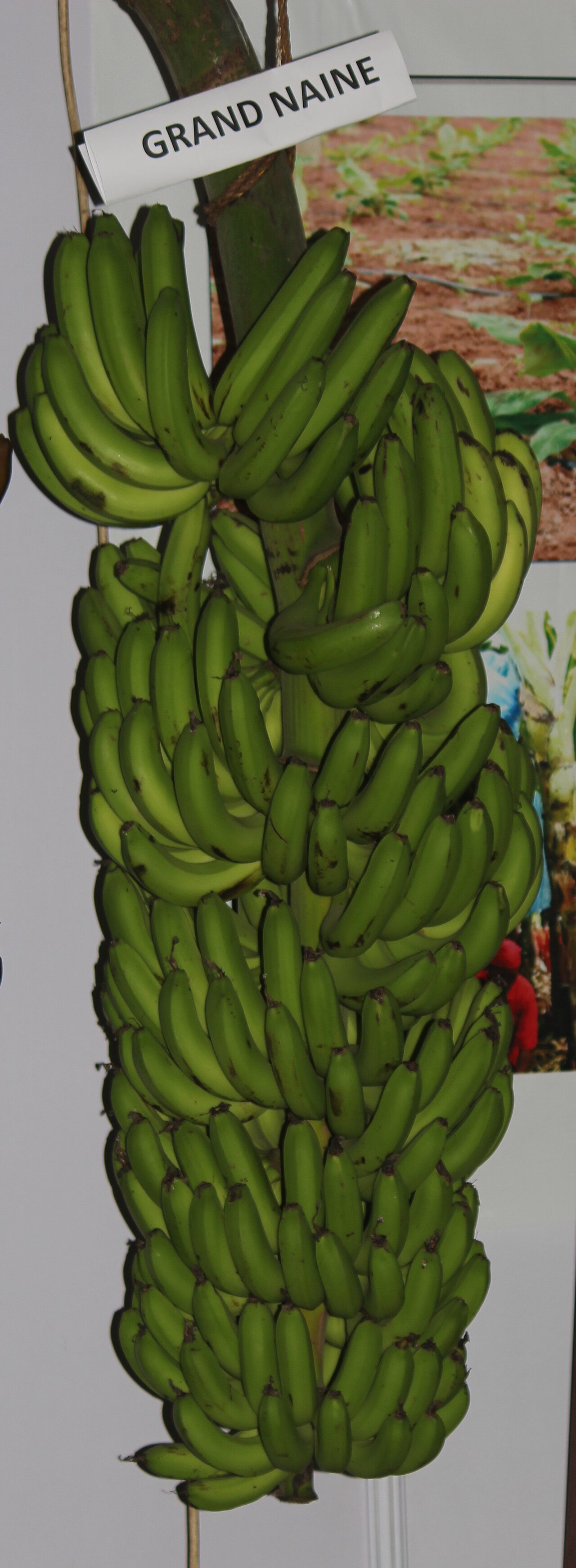 Cavendish G9 Bananas (Export Grade)