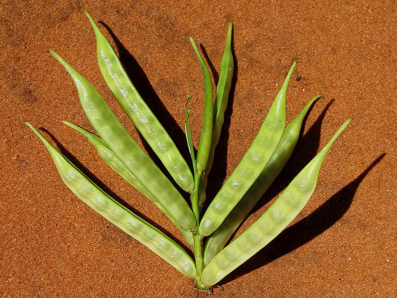 Cluster Beans / Gwar Phali (Tender Flat)