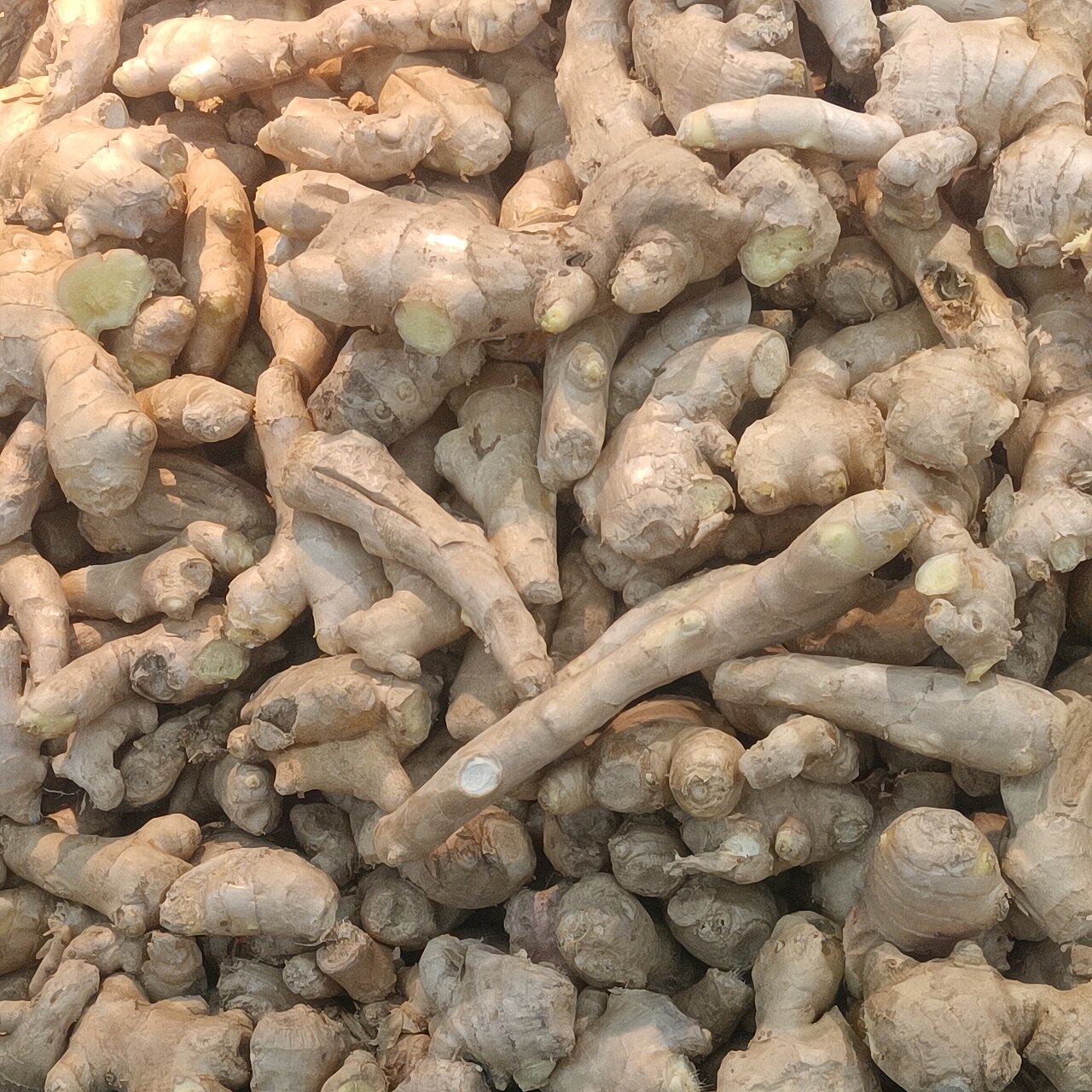 Coarse Cut Dry Ginger (Tea Bag Cut TBC 1-3mm)