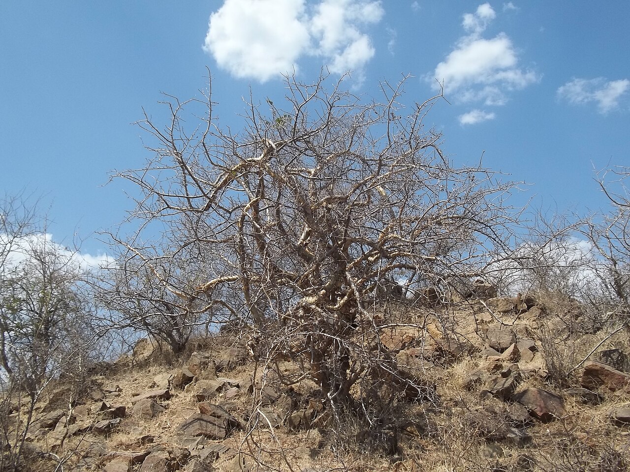 Commiphora Mukul / Guggul Gum Resin (Purified Shuddha)