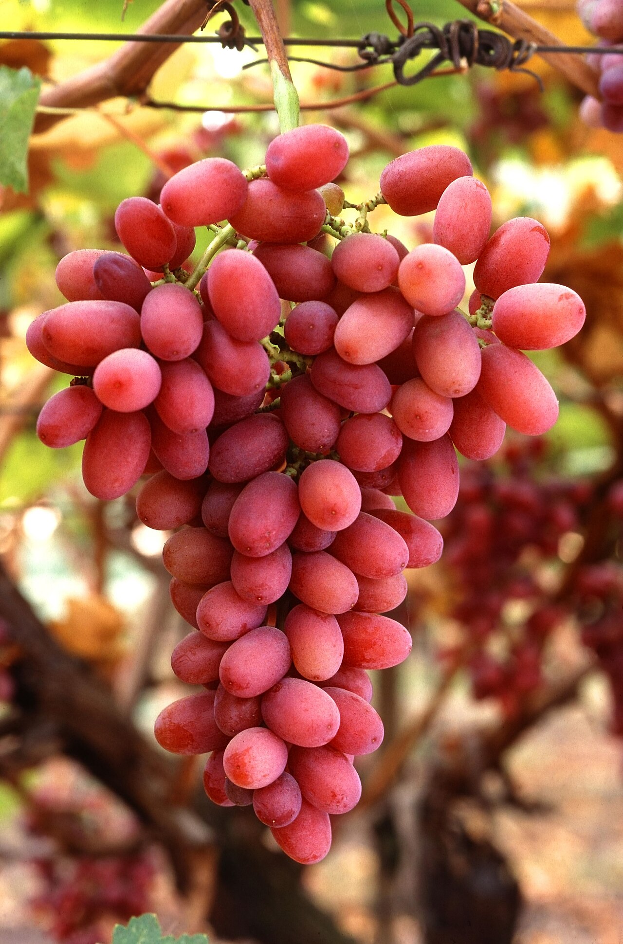 Crimson Seedless Grapes (Late Red)