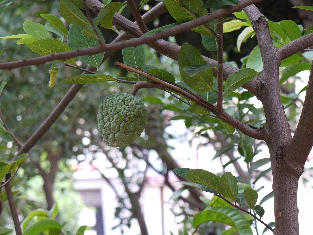 Custard Apple (Golden Arka Sahan)