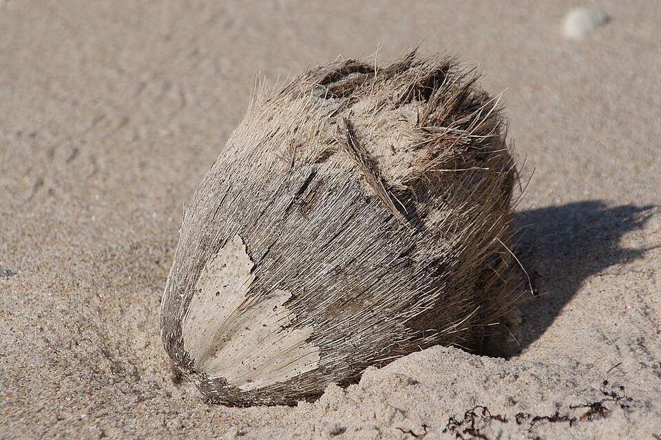 De-Husked Diamond Cut Tender Coconut