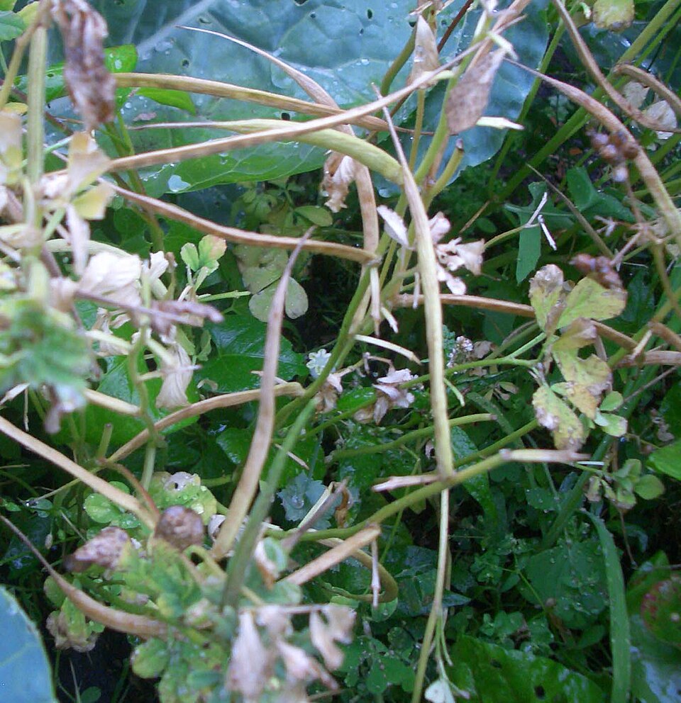 Dehydrated Kasuri Methi Powder