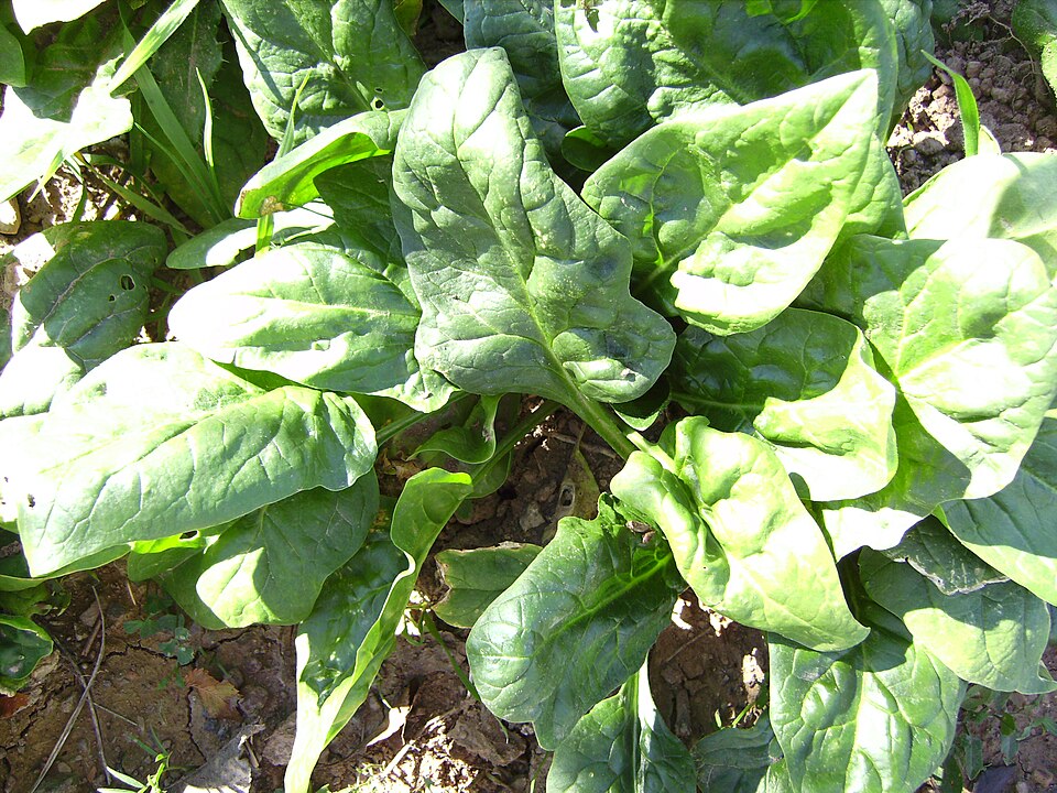 Dehydrated Spinach Powder (100 Mesh Deep Green)