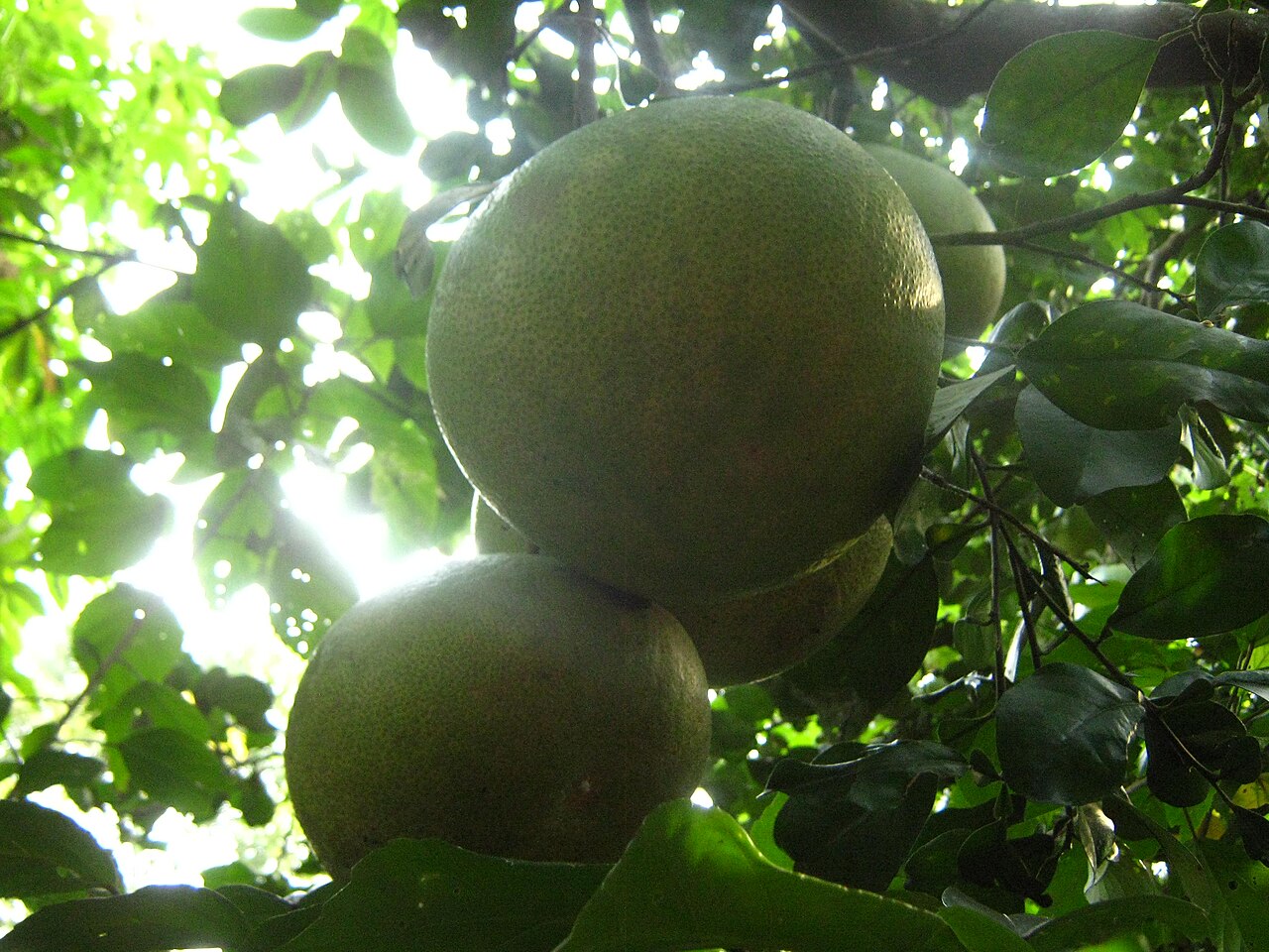 Devanahalli Pomelo / Pummelo (GI)