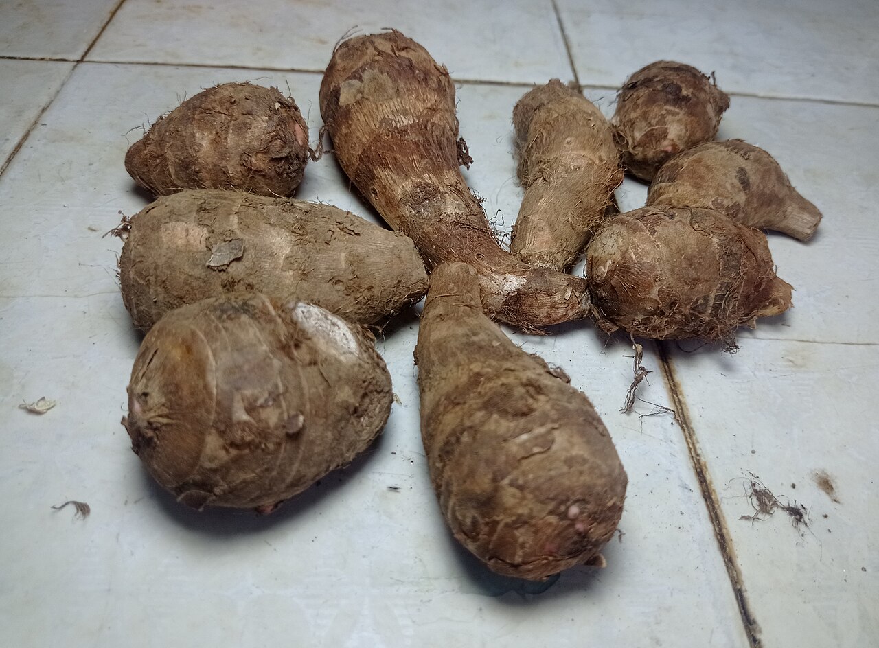 Elephant Foot Yam / Suran (Cleaned Whole)