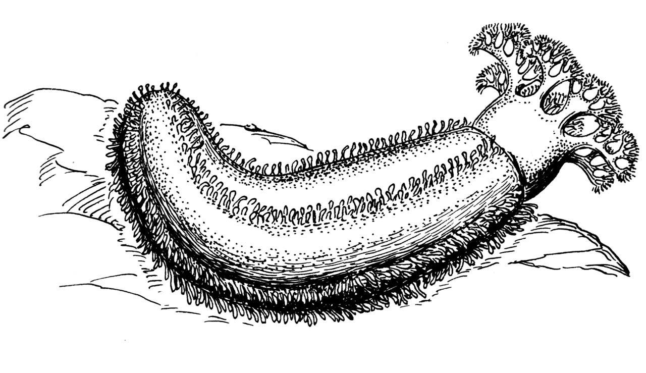 English Long Cucumber (Shrink-Wrapped)