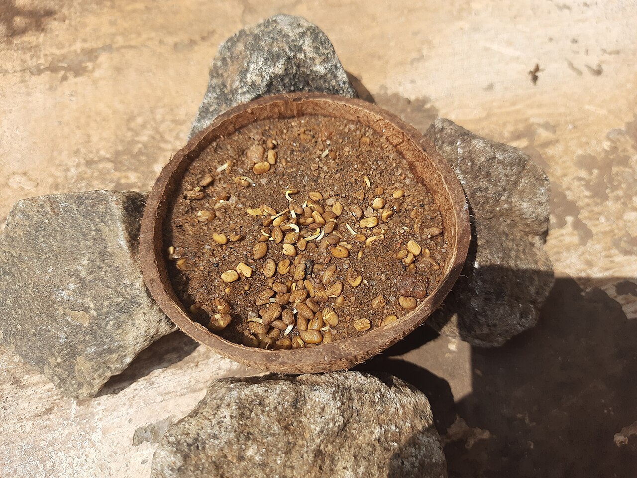 Fenugreek Seeds (Small Micro Sortex Cleaned)
