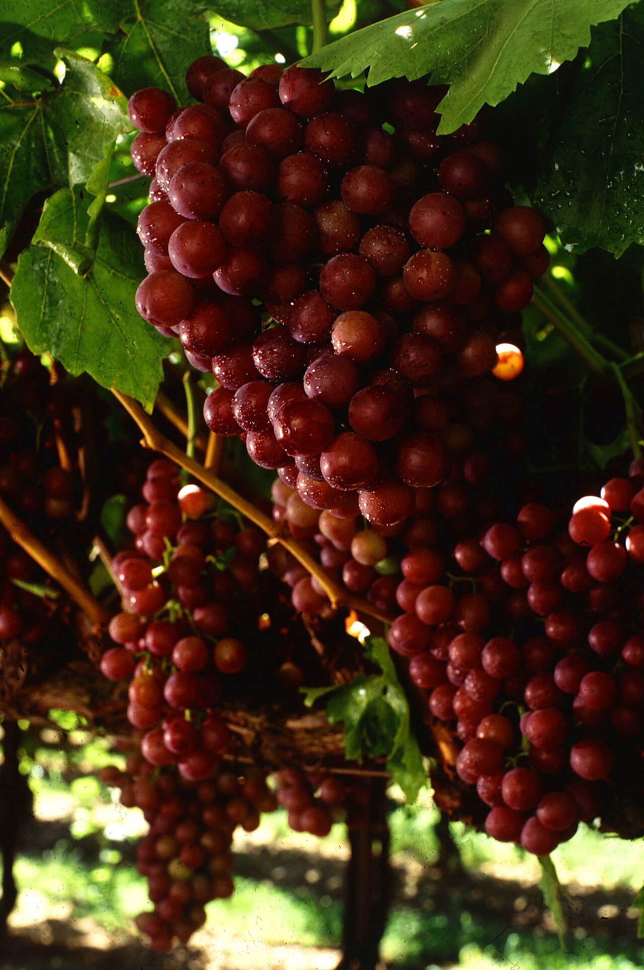 Flame Seedless Grapes (Red)
