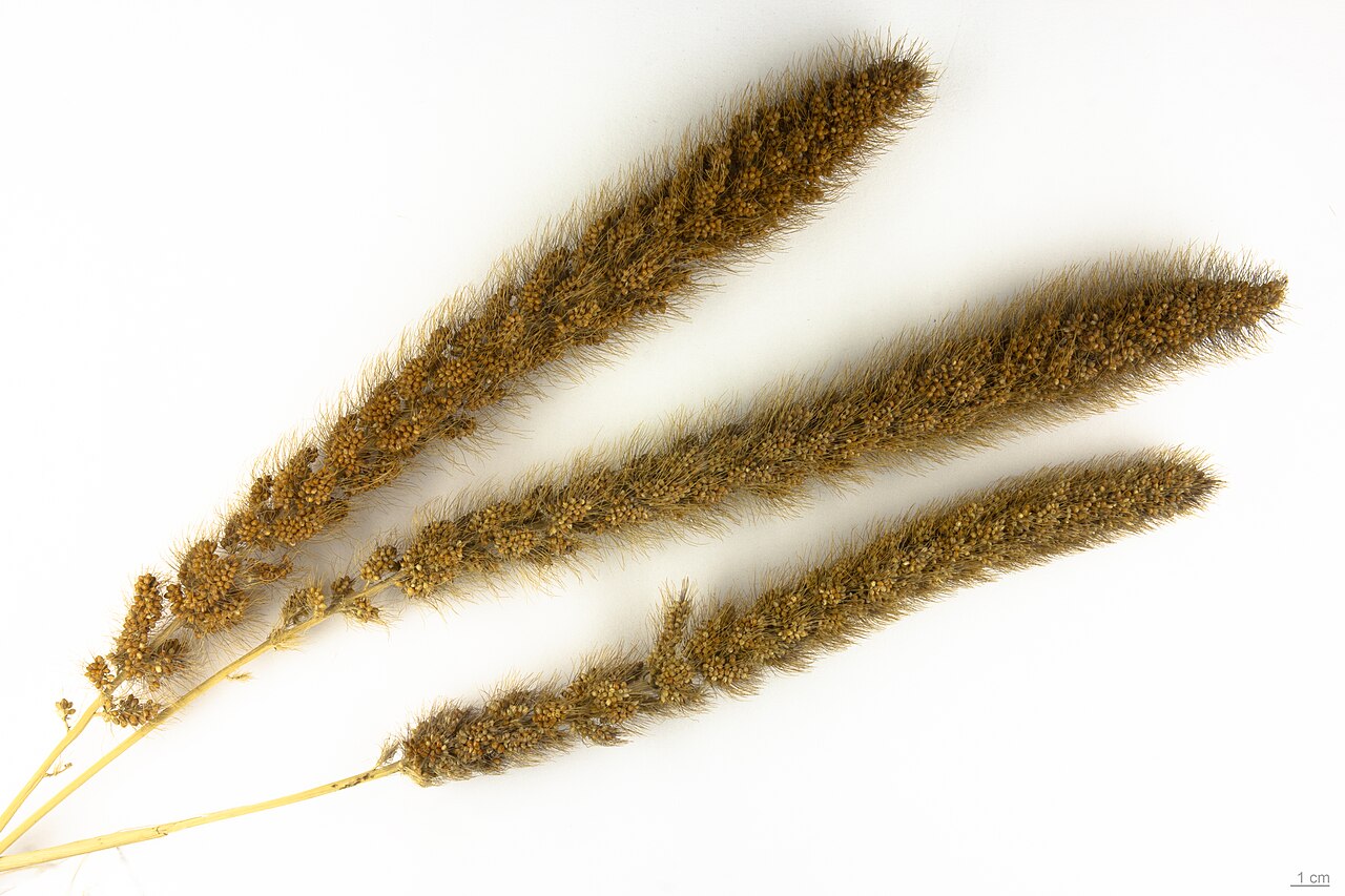 Foxtail Millet / Kangni (Setaria italica Golden)