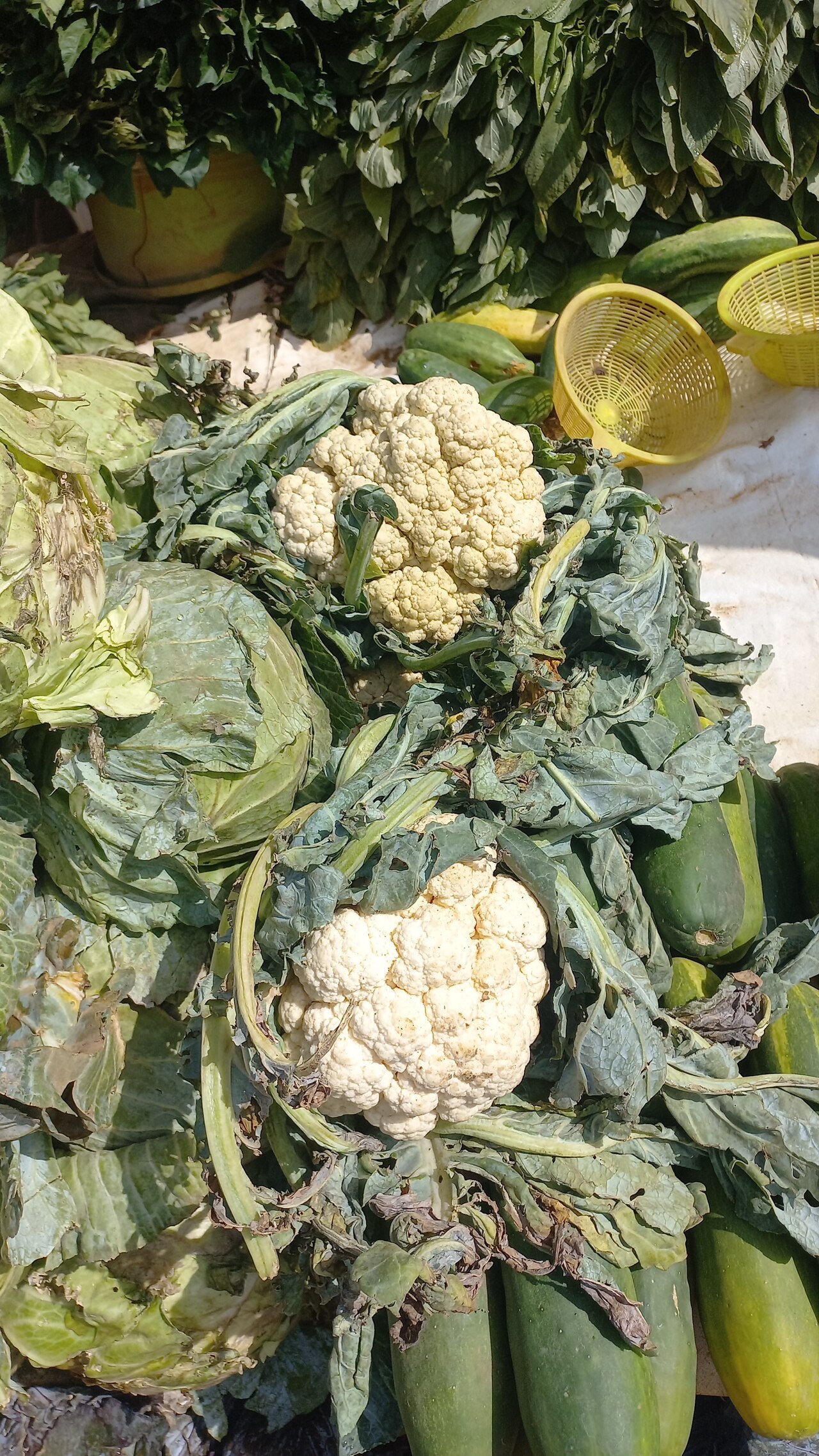 Fresh Cauliflower (Snow White Curd Compact)