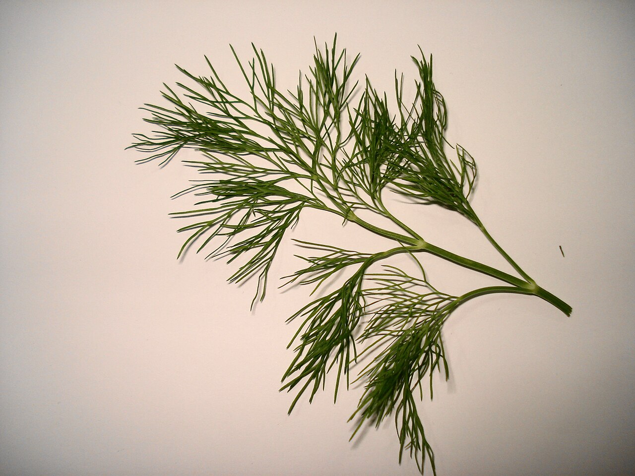 Fresh Dill Leaves / Shepu / Suva