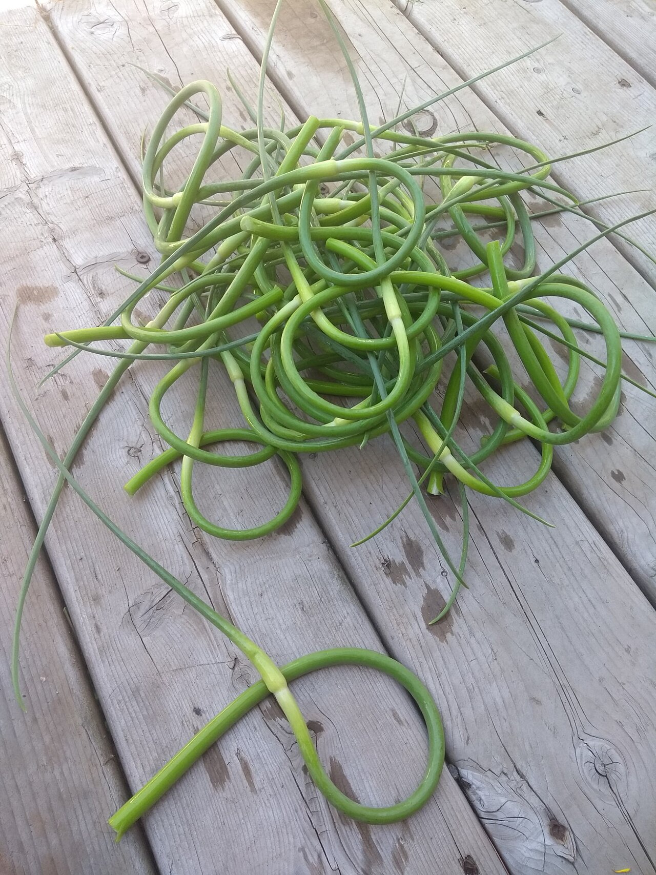 Fresh Elephant Garlic (Giant Cloves)