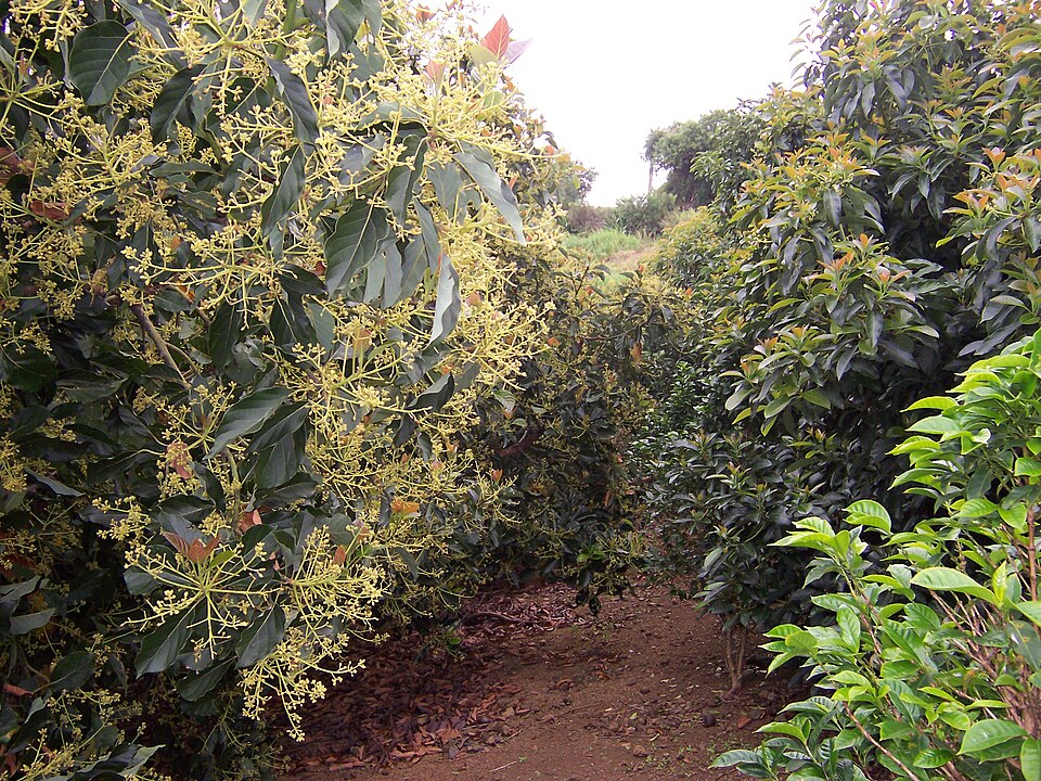 Fresh Fuerte Avocado (Green Skin)