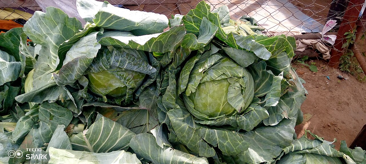 Fresh Green Cabbage (Dense Flat-Round)