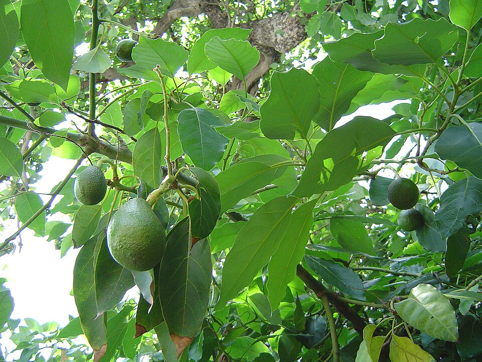 Fresh Hass Avocado (South Indian Hills)