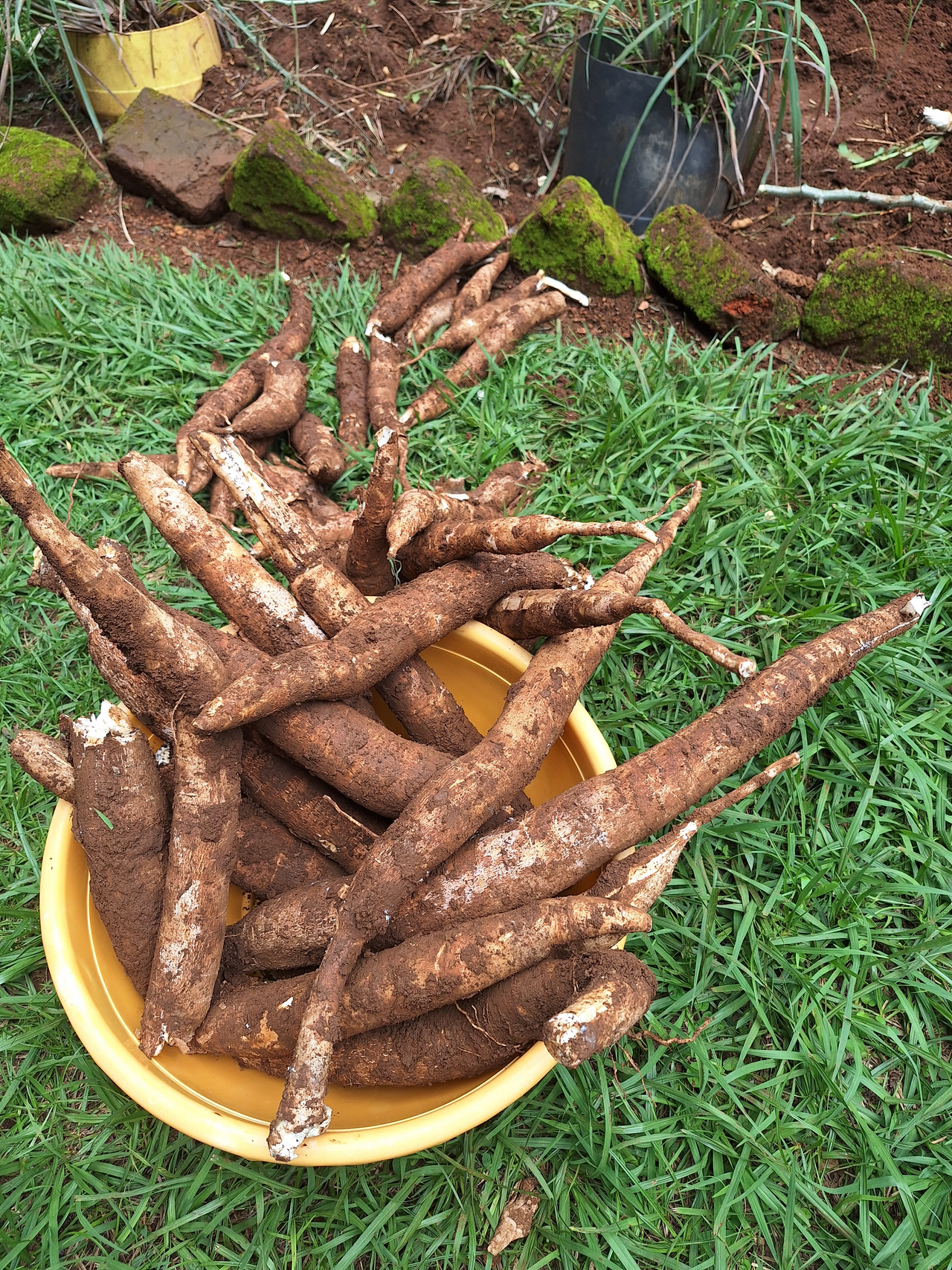 Fresh Kuroda Red Carrots (Sweet Winter)