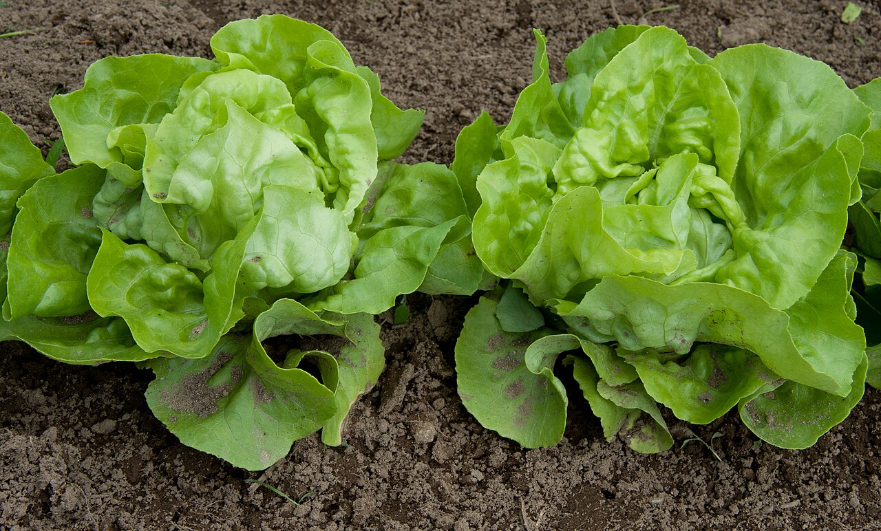 Fresh Romaine Lettuce Hearts (Crisp Cos)