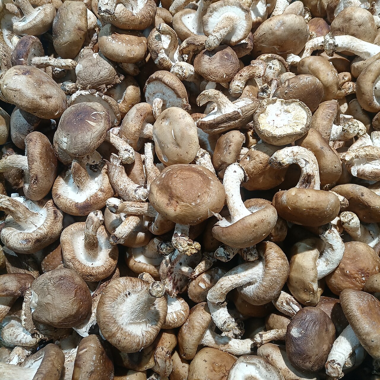Fresh Shiitake Mushrooms (Lentinula edodes)