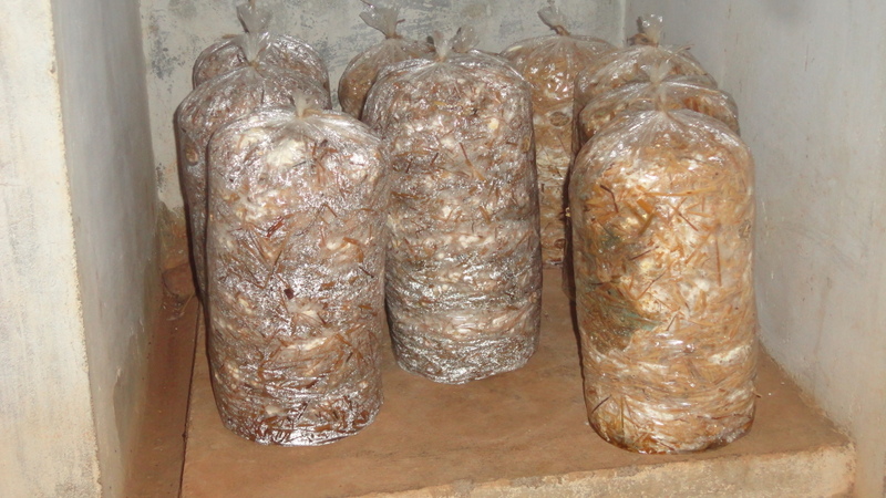 Fresh White Button Mushrooms (Closed Cap)
