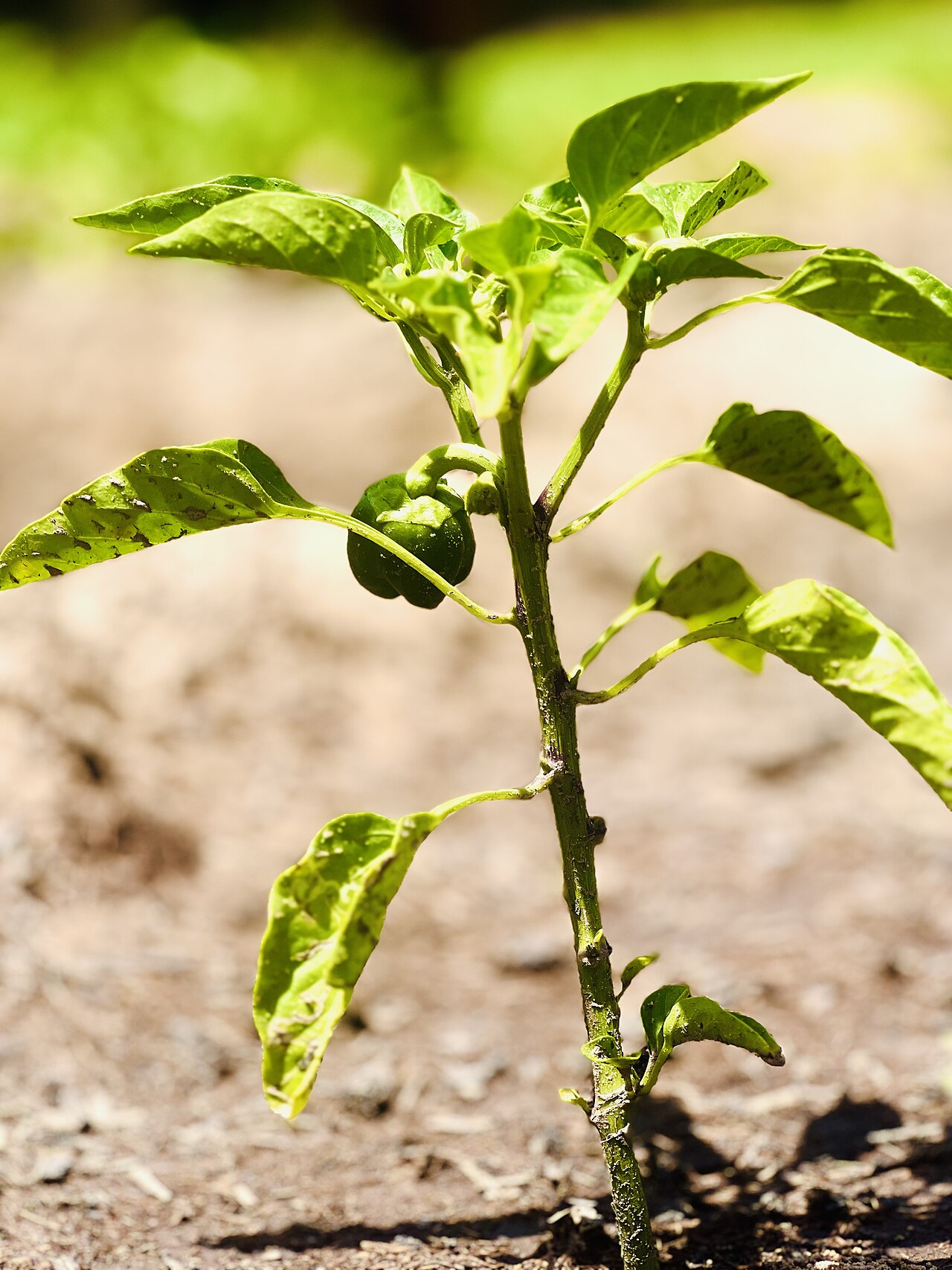 Fresh Yellow Bell Pepper / Capsicum (Greenhouse)