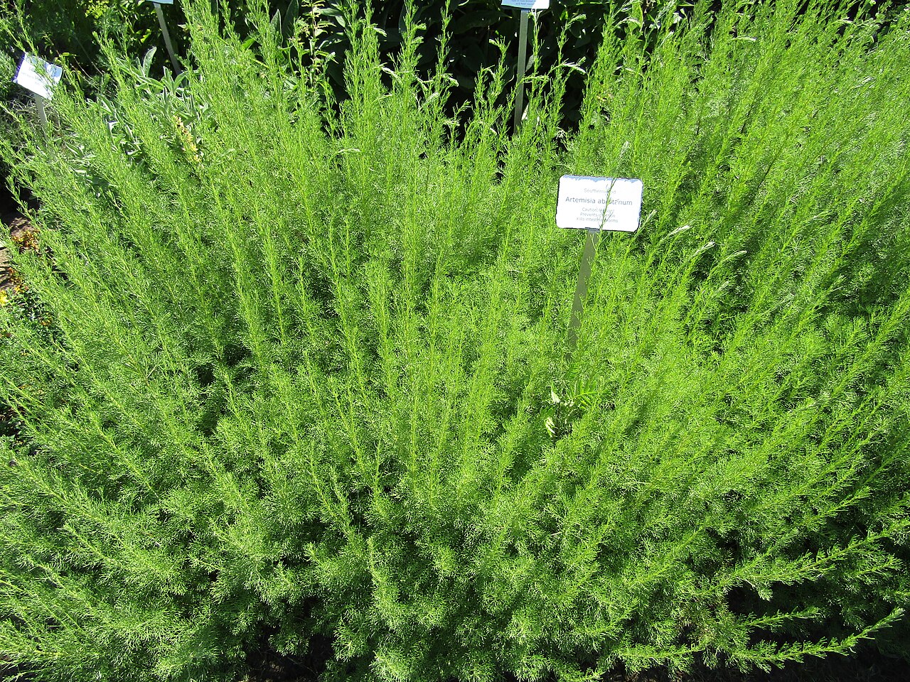 Giloy Satva / Pure Guduchi Extract (Water Soluble)