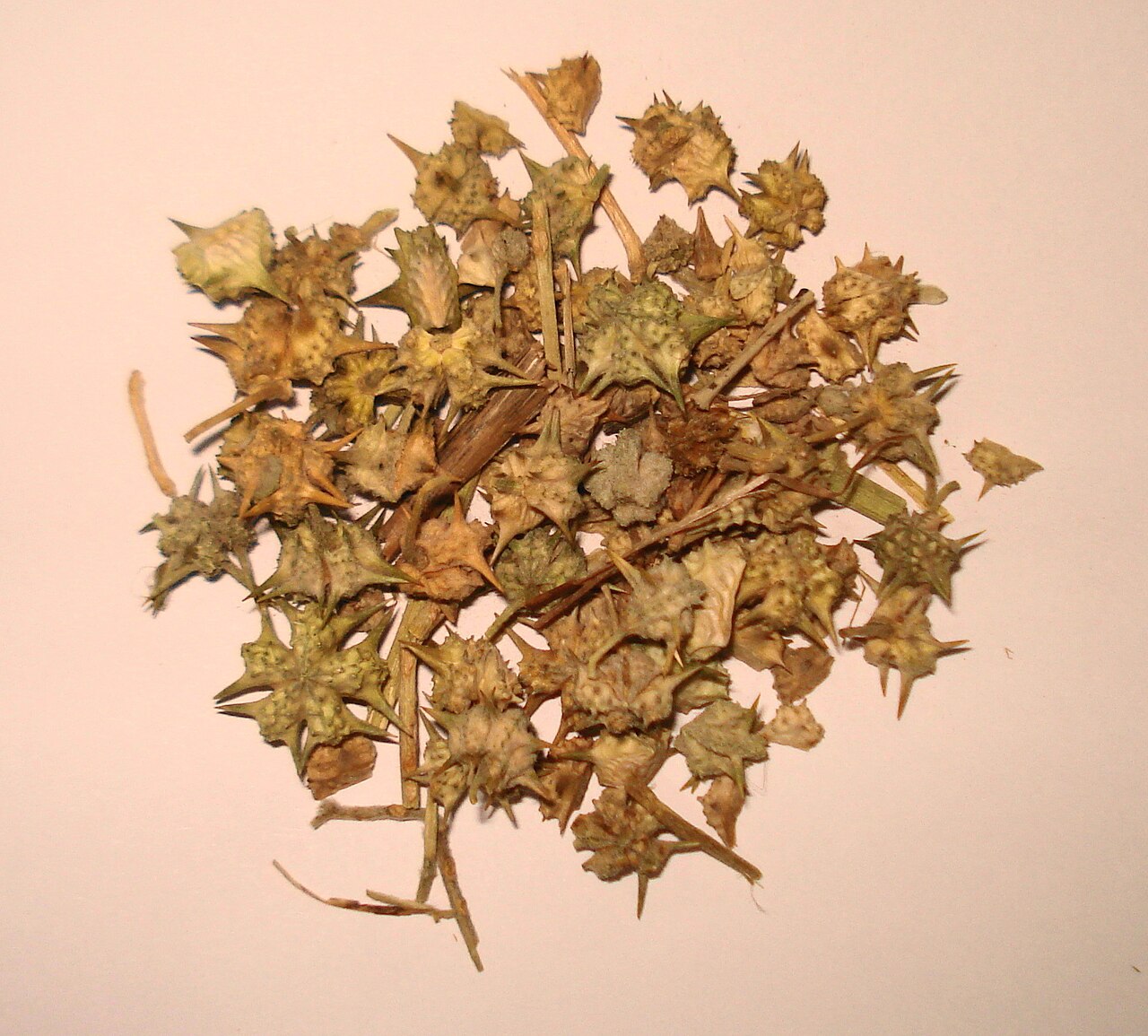 Gokhru / Tribulus Terrestris Fruit (Whole Spiny Pods)