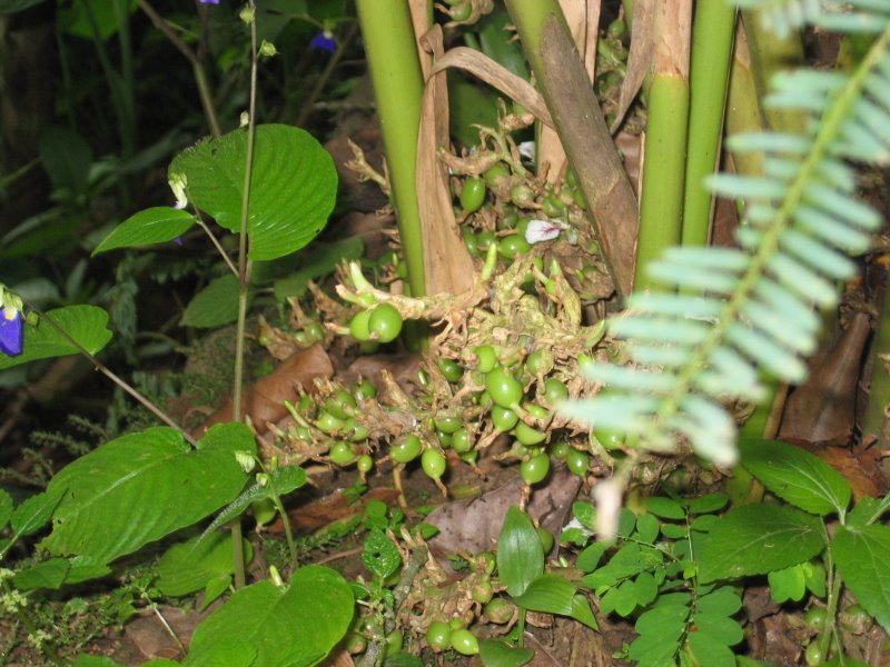 Green Cardamom Open / Split Pods (PGS)