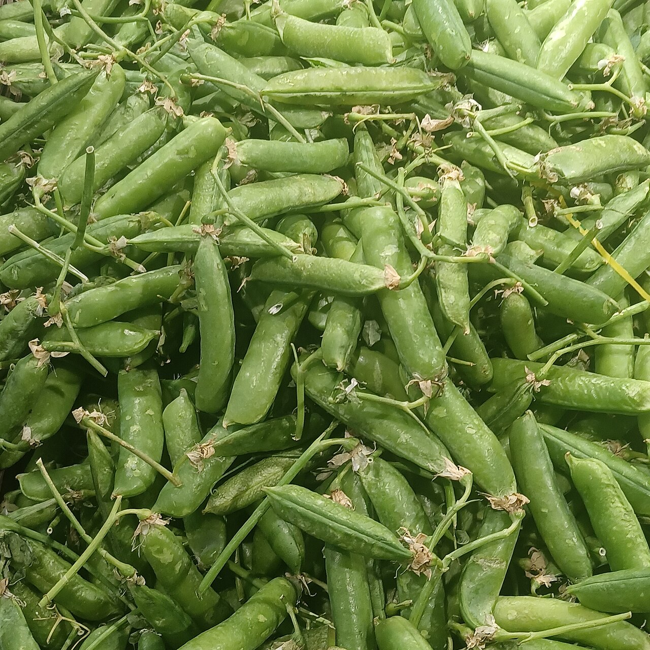 Green Peas Pods (Arkel / Matar Plump)