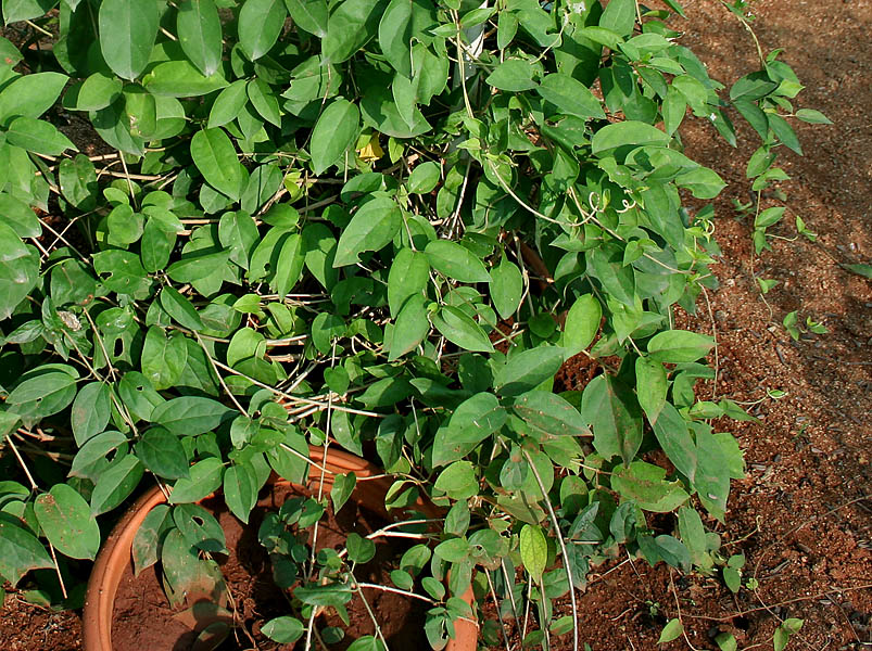 Gymnema Sylvestre / Gudmar Leaves (Sugar Destroyer)
